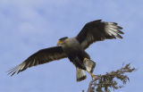 Crested Caracara